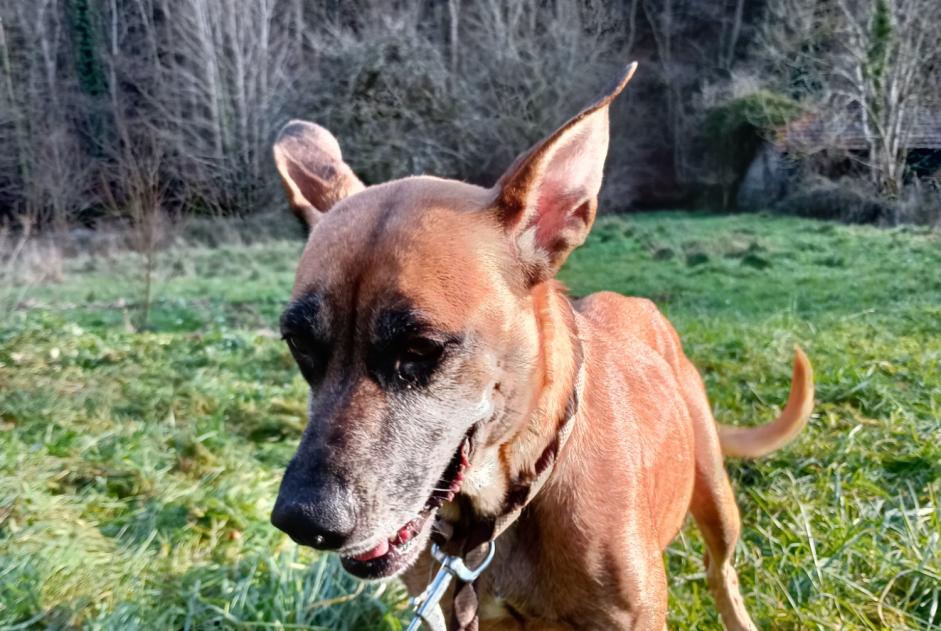 Fundmeldung Hund rassenmischung Weiblich Renaison Frankreich