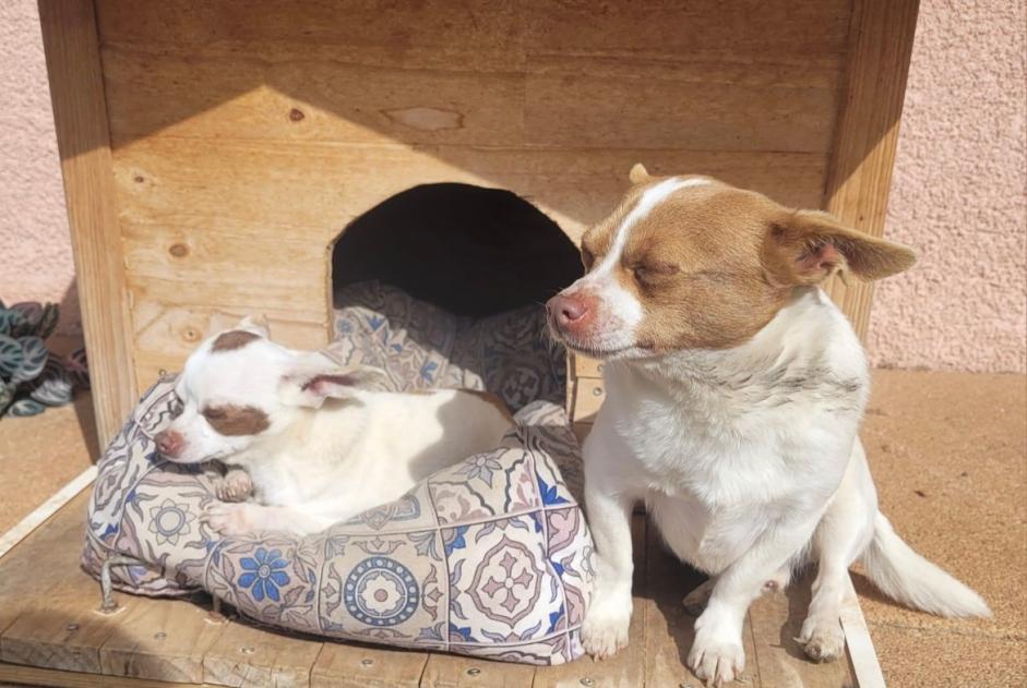 Vermisstmeldung Hund  Männliche , 6 jahre Riorges Frankreich