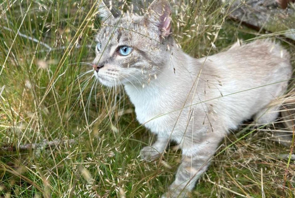 Vermisstmeldung Katze Männliche , 1 jahre Saint-Étienne Frankreich
