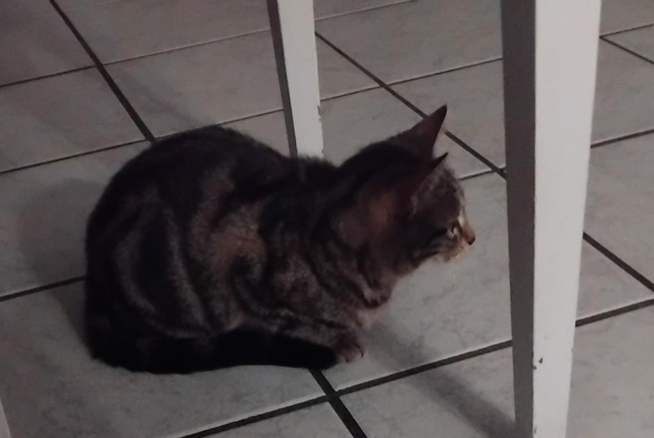 Disappearance alert Cat Female , 1 years Firminy France