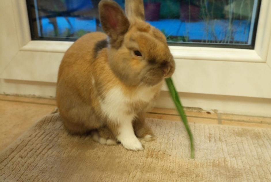 Discovery alert Rabbit Unknown Brazey-en-Plaine France