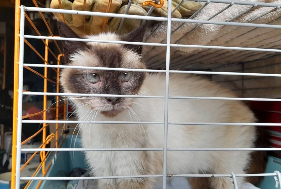 Alerta de Hallazgo Gato  Desconocido Orval sur Sienne Francia