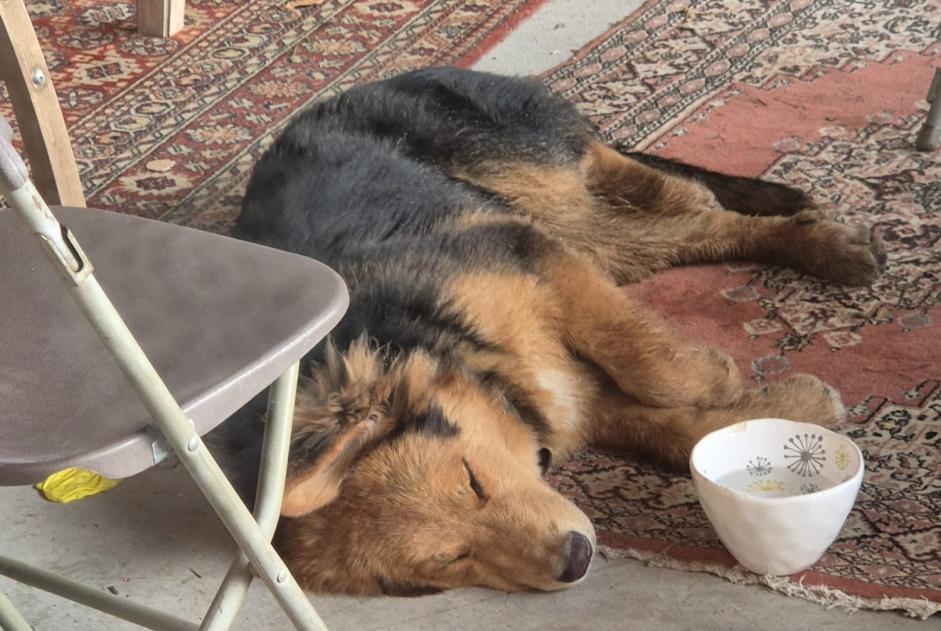 Alerta de Hallazgo Perro Macho Notre-Dame-de-la-Mer Francia