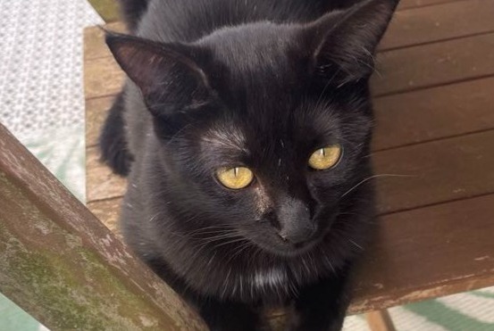 Alerte Disparition Chat  Femelle , 1 ans Dijon France