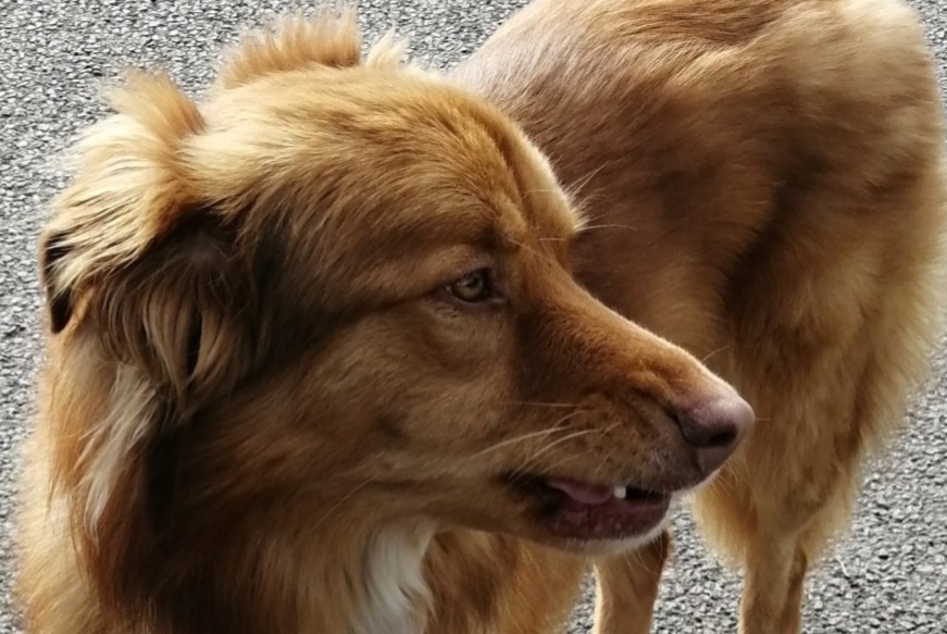 Alerte Découverte Chien croisement Mâle Le Folgoët France