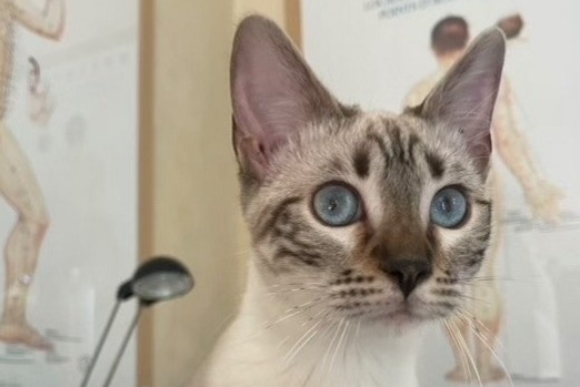 Avviso scomparsa Gatto  Femmina , 2 anni Peyrolles-en-Provence Francia