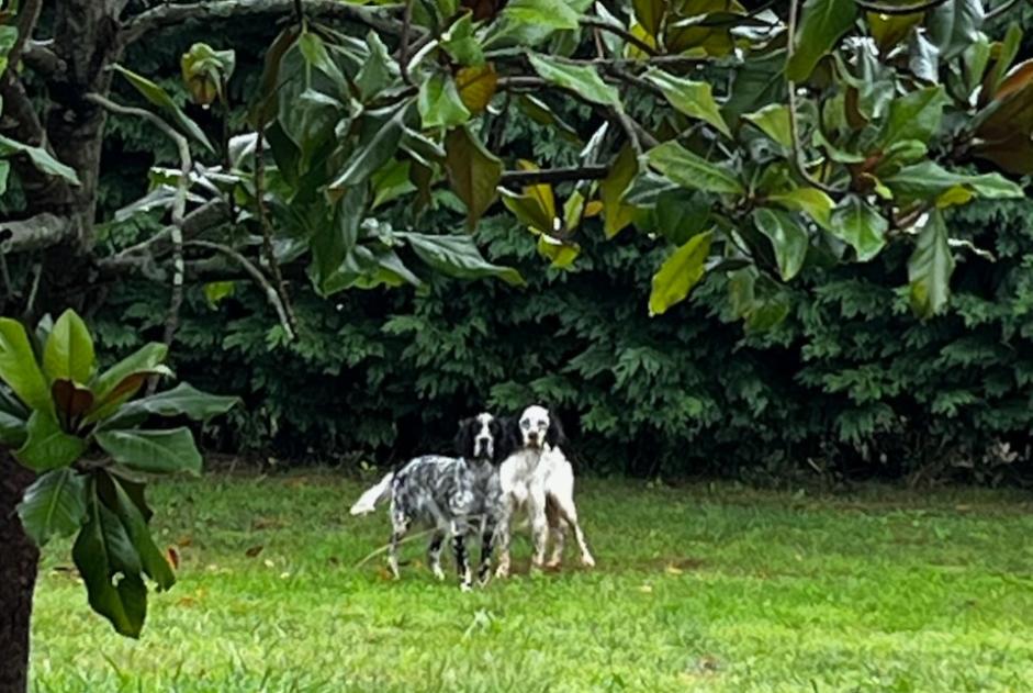 Alerta desaparecimento Cão  Macho , 1 anos Baliracq-Maumusson France